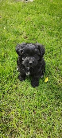 Bichon havanese