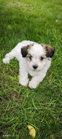 Bichon havanese