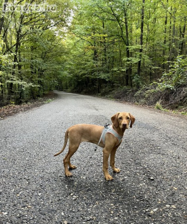 Magya Vizsla kajla kölyök