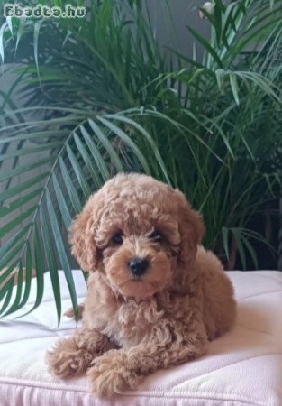 Mini female poodle