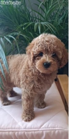 Mini female poodle