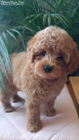 Mini female poodle