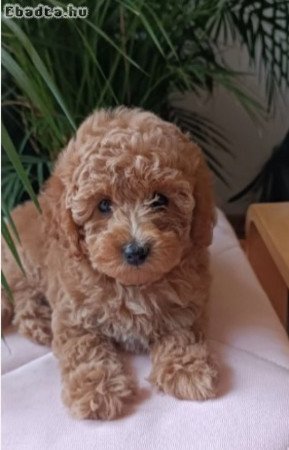 Mini female poodle