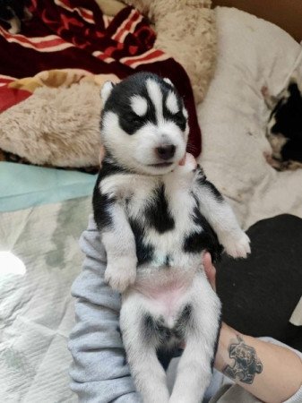 Husky