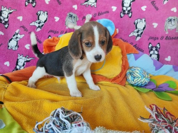 Beagle