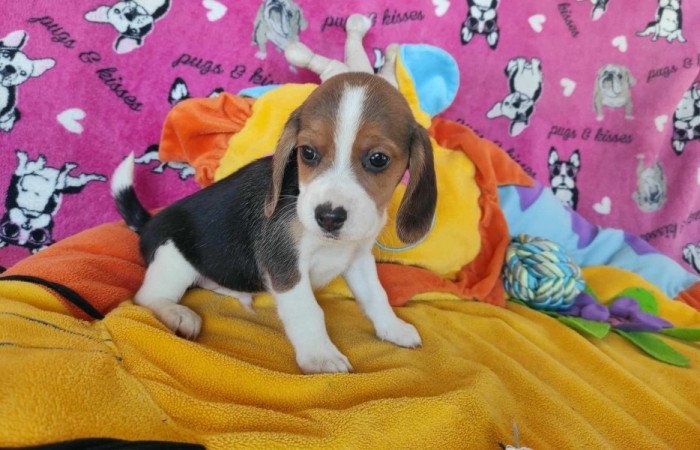 Beagle