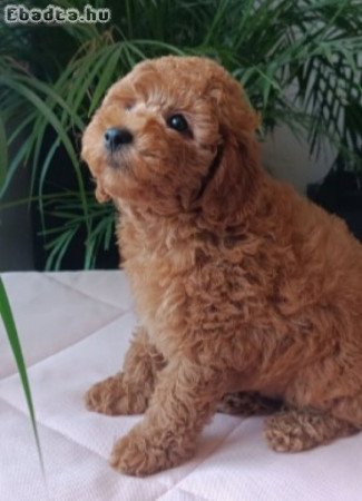 Poodle mini puppy