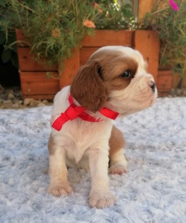 Cavalier King Charles spániel