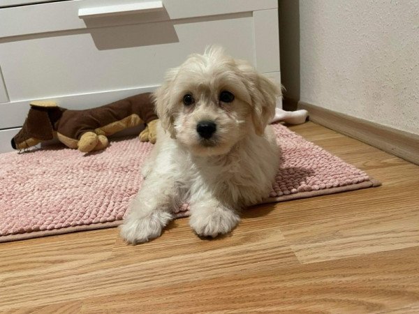 Maltipoo maltai es toy uszkar