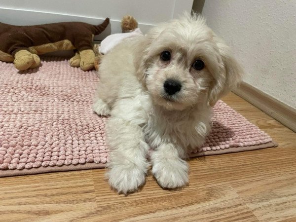 Maltipoo maltai es toy uszkar