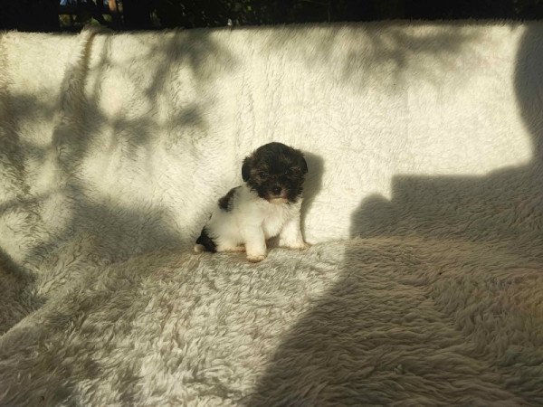 Bichon havanese