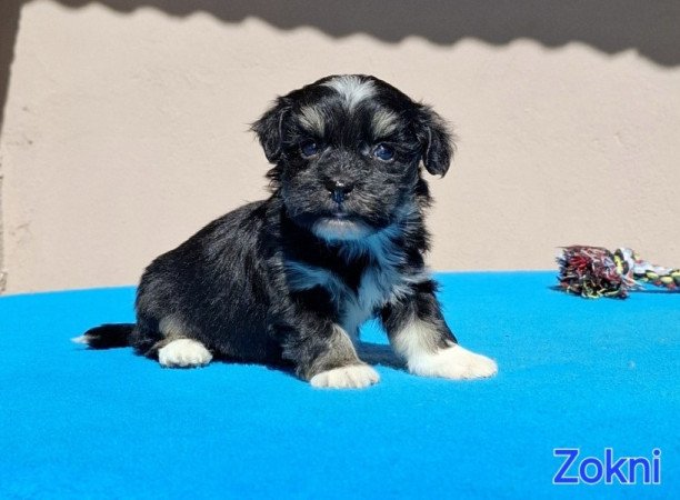 Bichon havanese