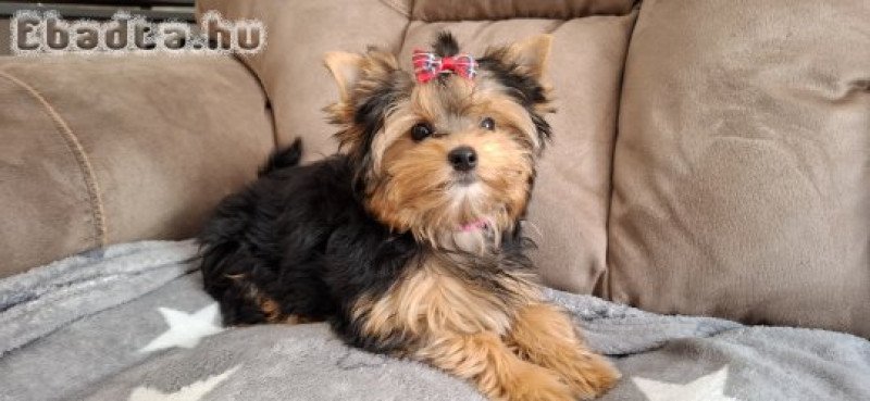 4,5 hónapos Yorkshire terrier kislány