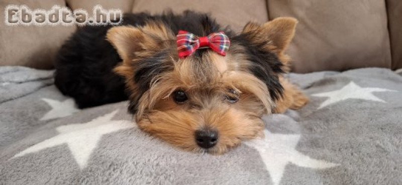 4,5 hónapos Yorkshire terrier kislány