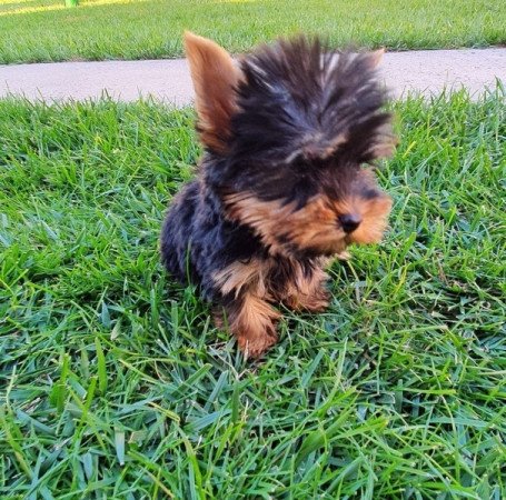 yorkshire terrier