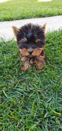 yorkshire terrier