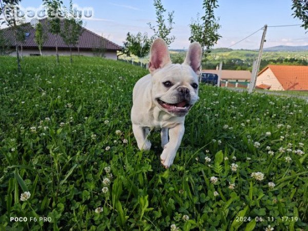 Francia bulldog fiú ingyen elvihető