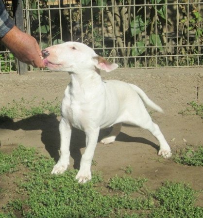 bullterrier