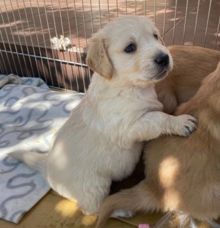 Golden Retriever