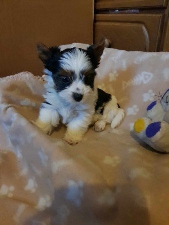 Yorkshire terrier biewer MINI