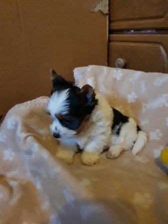 Yorkshire terrier biewer MINI