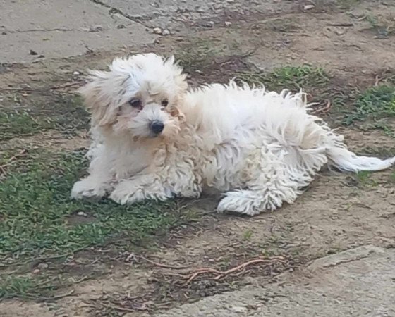 Bichon Havanese