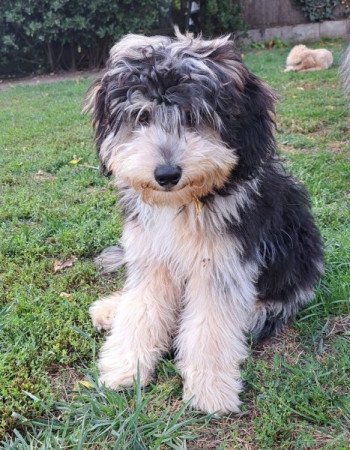 Aussiedoodle blue merle