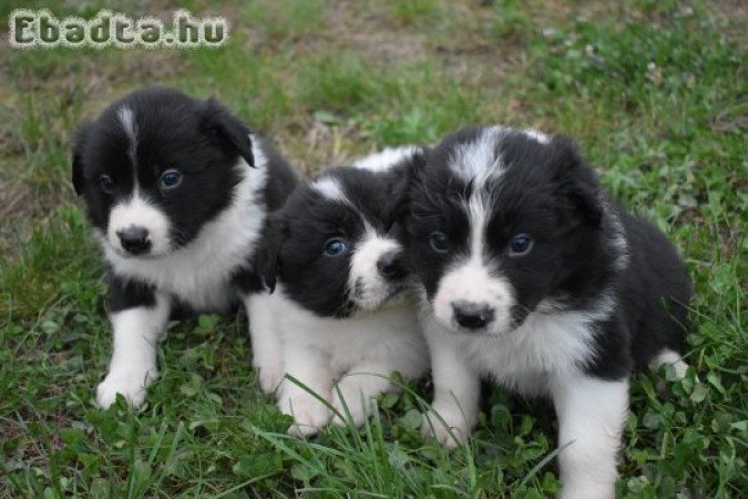 Border collie kiskutyák