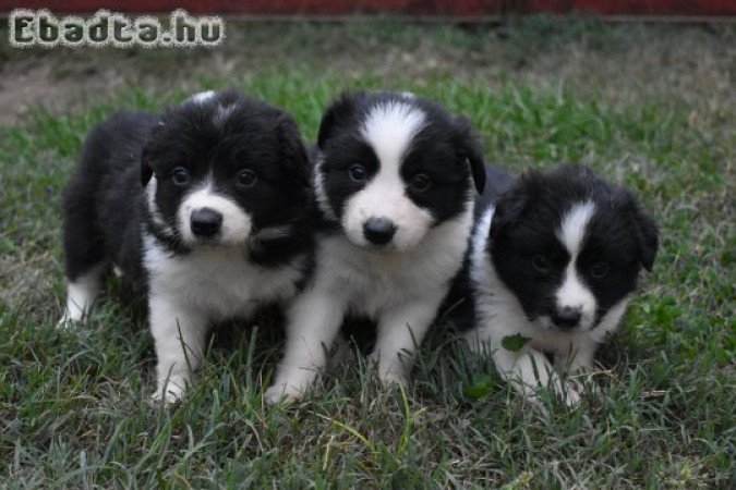 Border collie kiskutyák