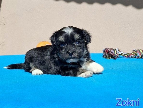 Bichon havanese