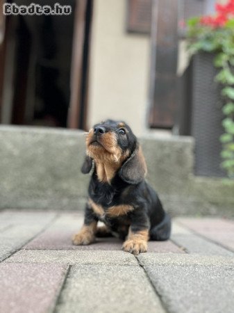 7 hetes szálkás szőrű tacskó szuka eladó‼️