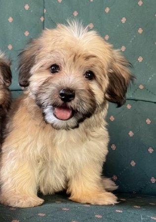 Bichon havanese