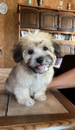 Bichon havanese