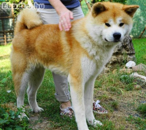 fiatal vörös akita kan kutya eladó  Pest mellett