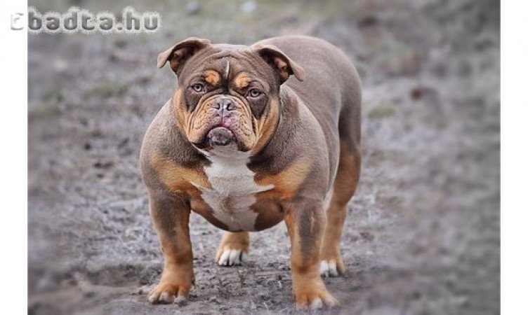 American bully felnőtt szuka eladó