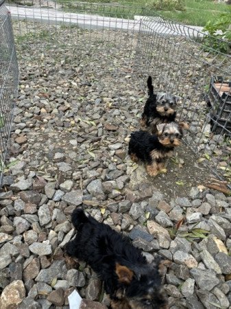 Yorkshire terrier