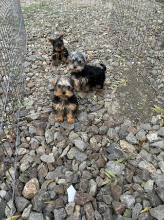 Yorkshire terrier