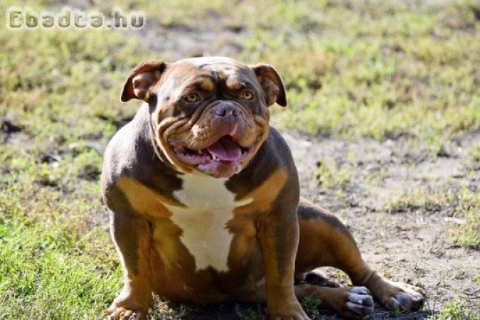 American bully felnőtt szuka eladó