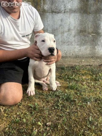 Dogo Argentino puppies