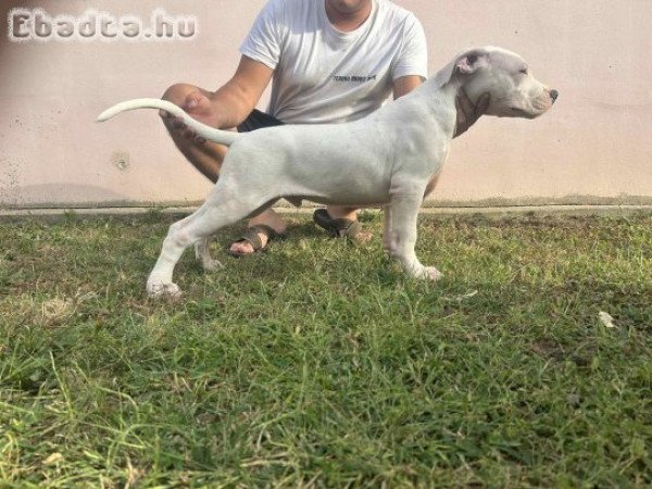 Dogo Argentino puppies