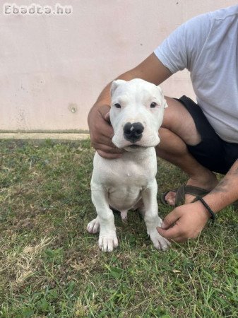 Dogo Argentino puppies