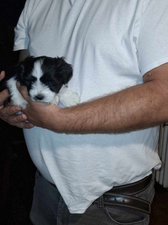 Bichon Havanese