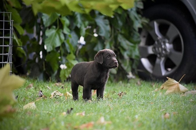 Labrador