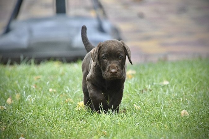 Labrador