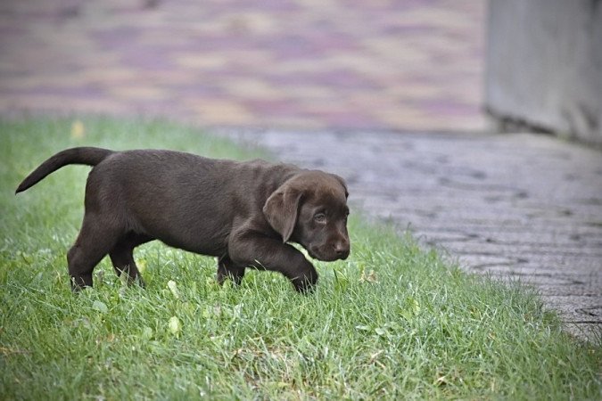 Labrador