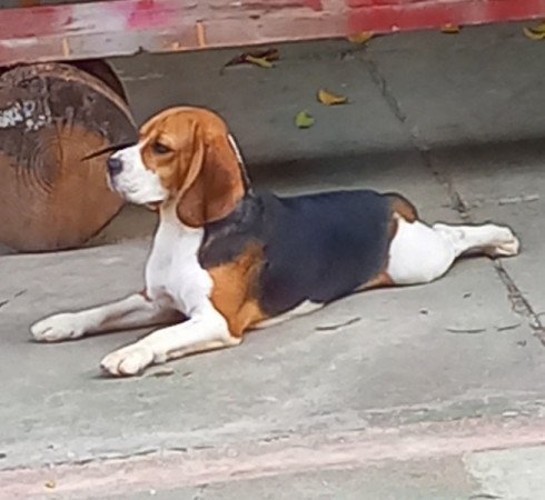 Beagle