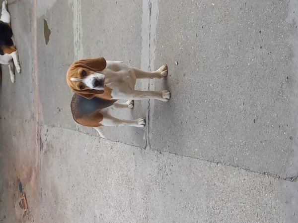 Beagle