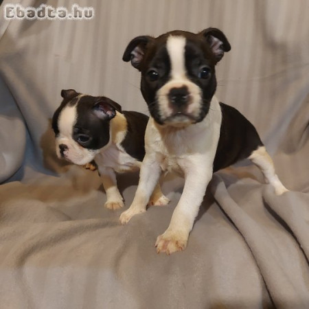 Boston Terrier