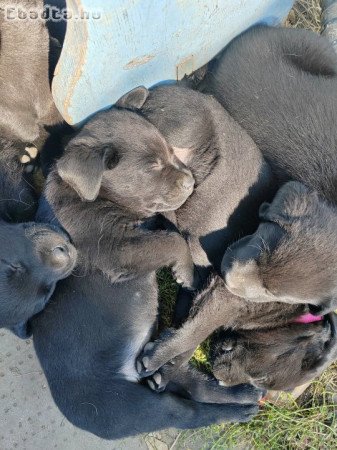 Fekete labrador kiskutyák - Orosháza