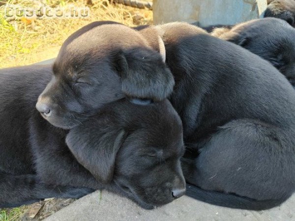 Fekete labrador kiskutyák - Orosháza